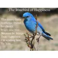 Free Gift Folded the Bluebird of Happiness
