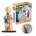 Human Body Model Organs Simple Assembly Learning Tool Kit