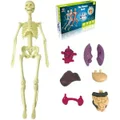 Toys Interactive Human Body Model, Learning Kit for Kids Education Display