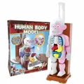 Assembled 4d human body model, educational toys, children's table game model, biological scientific toy
