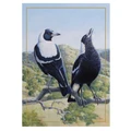 Maxwell & Williams Birds of Australia Katherine Castle Tea Towel 50x70cmin Magpie Print Assorted