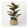 Vue Rubber Tree Artificial Plant in Woven Basket 58cm in Natural Brown