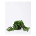 Vue Long Stringed Pearl Artificial Plant 60cm in Black Pot Green