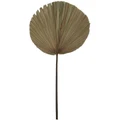 Rogue Dried Cut Fan Palm 90cm Artificial Stem Natural