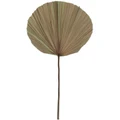 Rogue Dried Cut Fan Palm 73cm Artificial Stem Natural