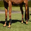 Caribu Fetlock Boot Velcro - Pony (Small) / Black