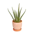 Cooper & Co. Homewares Artificial Aloe Vera Plant in Ceramic Pot, 40 cm
