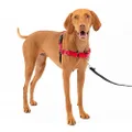 PetSafe Easy Walk Dog Harness, Red /Black, Medium