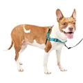 PetSafe® Deluxe Easy Walk® Dog Harness, No Pull Harness, Stop Pulling, Great for Walking and Training, Comfortable Padding, for Medium Dogs- Ocean, Medium