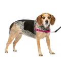 PetSafe Easy Walk Dog Harness, No Pull Dog Harness, Raspberry/Gray, Small/Medium