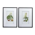 Dasch Design Leaves Flowers and Fruit Wall Art Set of 2