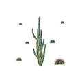 RoomMates RMK3860GM Cactus Peel and Stick Giant Wall Decals