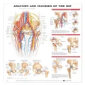 Anatomy & Injuries of The Hip Anatomical Chart