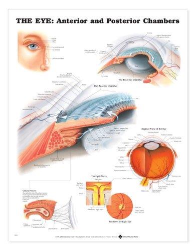 The The Eye: Anterior and Posterior Chambers Anatomical Chart