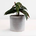 Sill and Sage Stone Pot, Natural