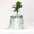 Sill and Sage Striped Pot, White