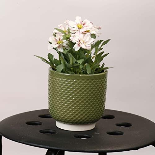 Sill and Sage Shell Pot, Sage, Small