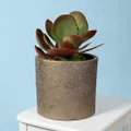 Sill and Sage Dimpled Pot, Gold, Large