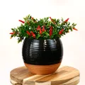 Sill and Sage Terracotta Style Planter, Black
