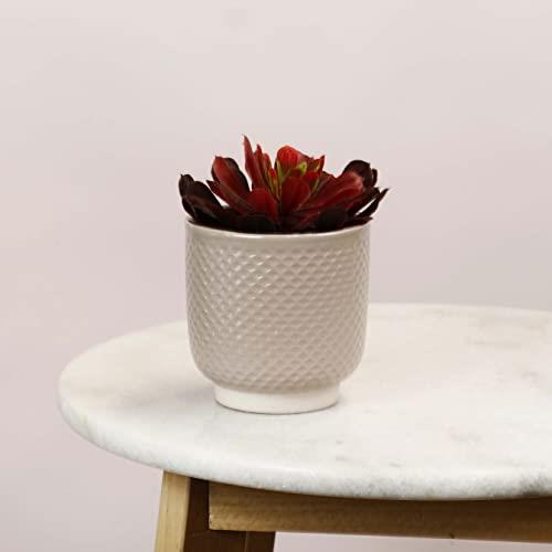 Sill and Sage Shell Pot, Cream, Small