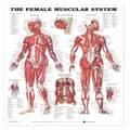 The Female Muscular System Anatomical Chart Paper Unmounted