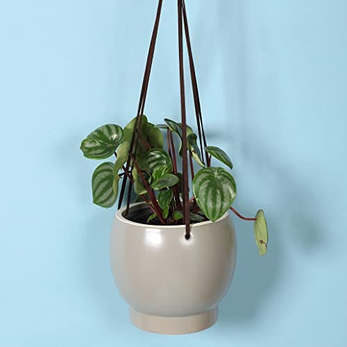 Sill and Sage Ceramic Hanging Pot, Stone, Large