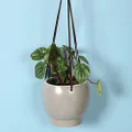 Sill and Sage Ceramic Hanging Pot, Stone, Large
