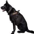 Dingo Gear Multifunctional Harness for Dog in Work, Guard Dog Training, K9 and Ipo, Cobra System Handmade Black S03197, XL