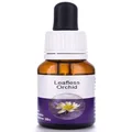 Living Essences of Leafless Orchid Essential Oil 15 ml