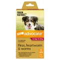 Advocate Dog, Monthly Spot-On Protection from Fleas, Heartworm & Worms, Single Pack Flea Treatment for Large Dogs 10-25 kg, 1 Pack