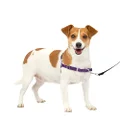 PetSafe Easy Walk Dog Harness, No Pull Dog Harness, Deep Purple/Black, Small
