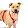 PetSafe Sure-Fit Dog Harness - Training Aid - Tactical Design Prevents Pressure on Throat - 2 Quick-Snap Buckles Simplify Slipping On & Off - 5 Adjustment Points Maximize Comfort & Fit - Red - L