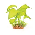 Kazoo Large Leaf Silk Plant, Small, Green