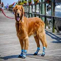 Bark Brite New Lightweight Neoprene Paw Protector Dog Boots Designed for Comfort and Breathability in 5 Sizes (Large)