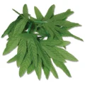 Beistle 57410 12-Pack Tropical Fern Leaf Wristlet/Anklet, 10-Inch