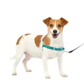 PetSafe Easy Walk Dog Harness - No Pull Dog Harness – Small, Teal/Gray