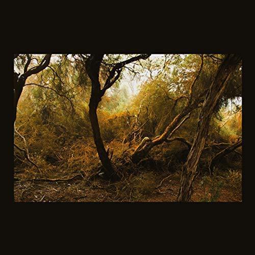 Fallen Trees By MELNYK, LUBOMYR (CDs)