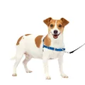 PetSafe Easy Walk No-Pull Dog Harness - The Ultimate Harness to Help Stop Pulling - Take Control & Teach Better Leash Manners - Helps Prevent Pets Pulling on Walks - Small, Royal Blue/Navy Blue