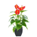 Artificial Flower Calla Lily Faux Small Potted Plant with Black Pot Fake Bonsai Flower for Home, Office, Indoor and Outdoor Occasions Decor (Red Fake Flower)