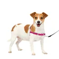 PetSafe Easy Walk No-Pull Dog Harness - The Ultimate Harness to Help Stop Pulling - Take Control & Teach Better Leash Manners - Helps Prevent Pets Pulling on Walks - Small, Raspberry/Gray