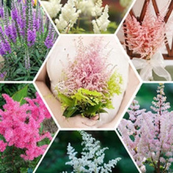 3x Astilbe Flower Seeds- LOCAL READY STOCKS