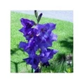 3x Blue Gladiolus Flower Seeds- LOCAL READY STOCKS