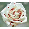 3x Packs Red Spot White Rose Flower Seeds- LOCAL READY STOCKS
