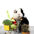 Mini Shopping Cart Parrot Cage Stand Frame Small Pet Toy Stroller Random Color