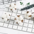 Cotton Dried Flowers Christmas Shoot Props DIY Bouquet Branches Home Decoration