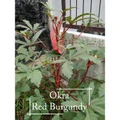 *Easy* Red Lady Finger Okra seeds - 40 seed *Pot Friendly* - Mango Garden