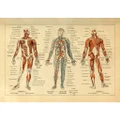 1922 Vintage Human Anatomy Diagram Layout Circulatory Muscular System