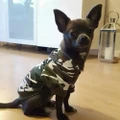 Puppy Teddy Camouflage Pet Coat Sweatshirts Dog Hoodie