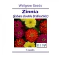 WHT Wellgrow Seeds #23842004 Zinnia Zahara Double Brilliant Mix (5 SEEDS)