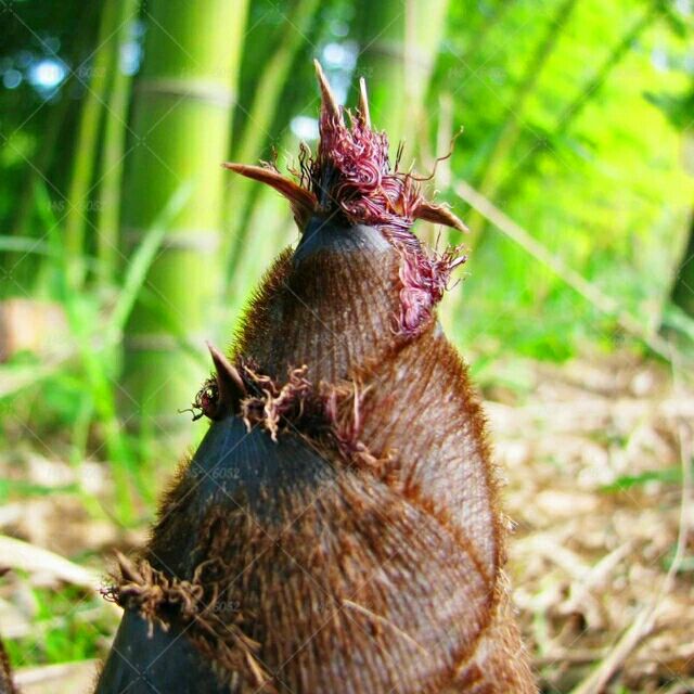 40-100pcs/bag Chinese Bamboo Seed,MOSO BAMBOO HUGE MAO BAMBOO,Edible Shoots food